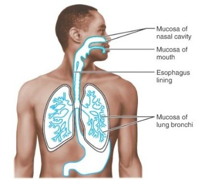 respiratory mucous membranes