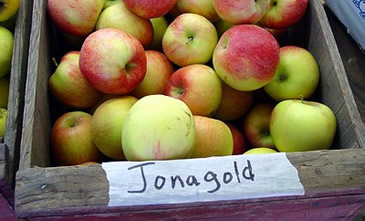 Photo-Services-Nutrition