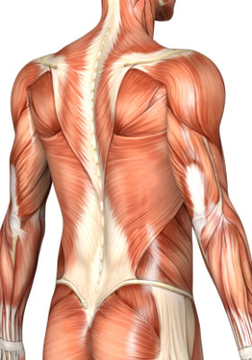 osteopathic-image