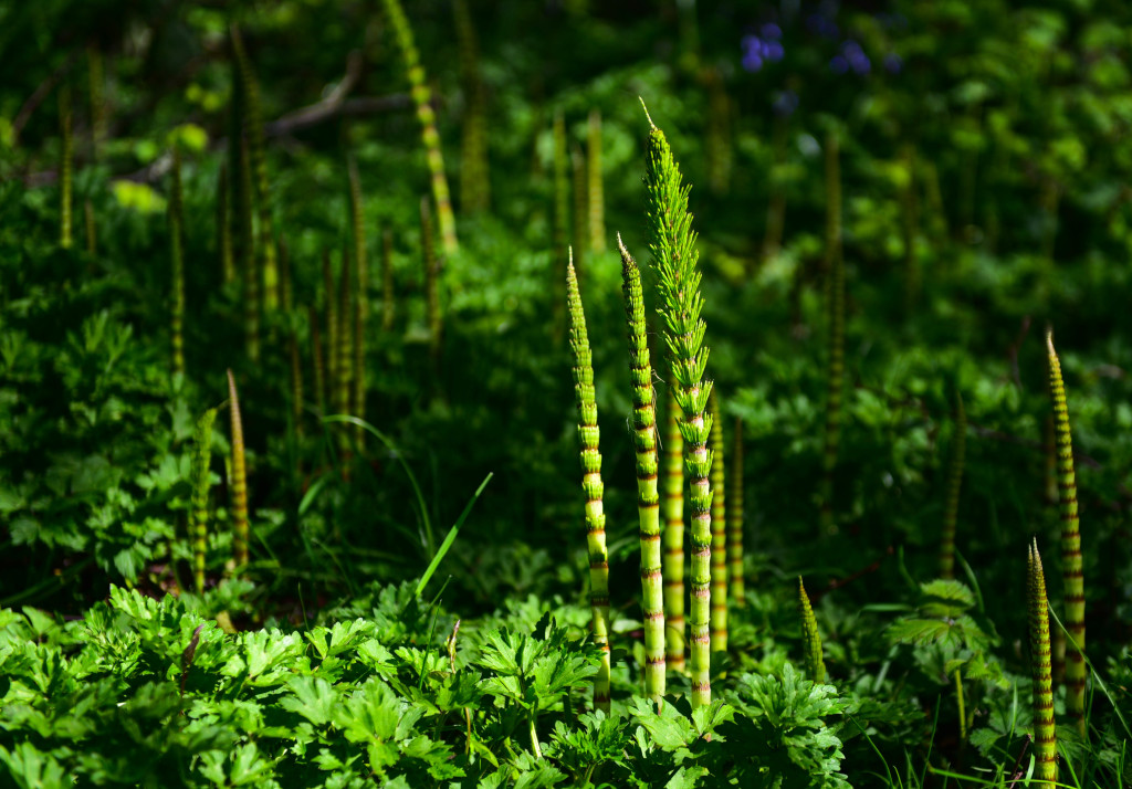 Young horsetail or equisetum arvense