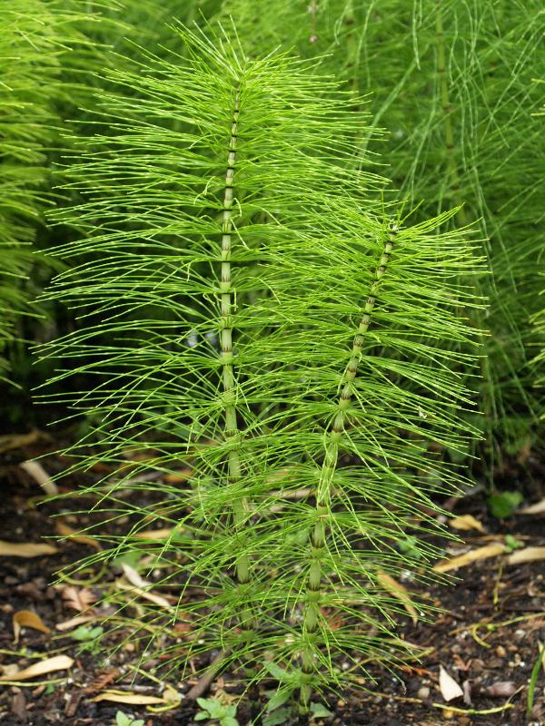 Horsetail full branches