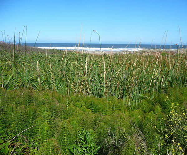 horsetail-plant-coastal-species